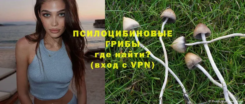 Псилоцибиновые грибы Psilocybe  Барабинск 